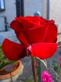 2012_06250013
