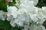 2011_05290008