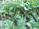 2013_10300070
