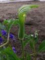 2012_05170064