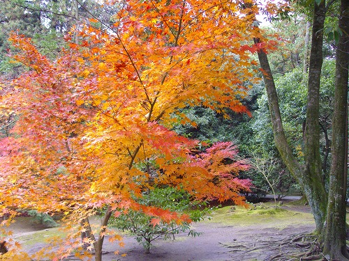紅葉1