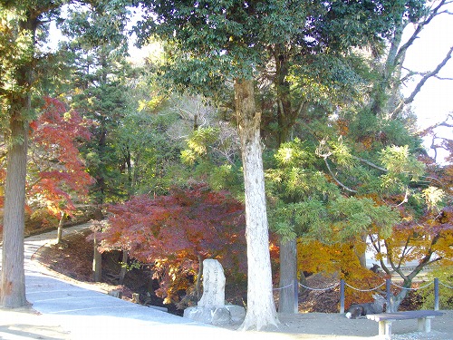 紅葉2