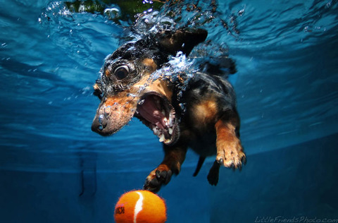 photo-of-dog-underwater-5