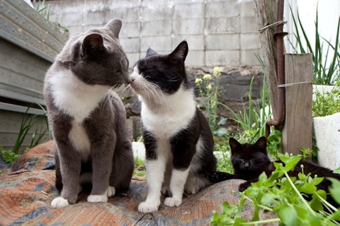 ainoshima-cats-5