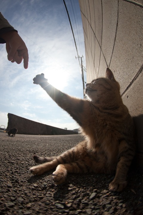 ainoshima-cats-7