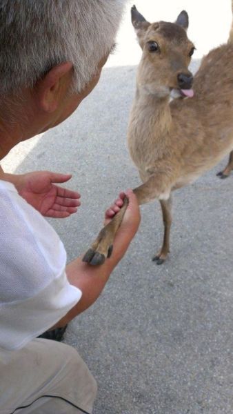 these_funny_animals_1230_640_10