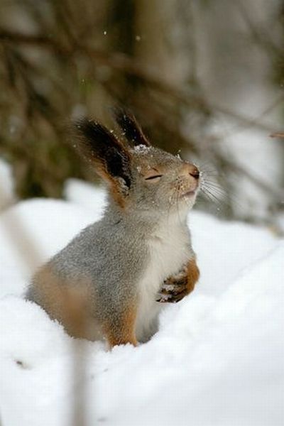 these_funny_animals_3