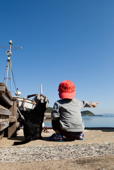 ainoshima-cats-10