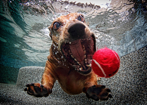 photo-of-dog-underwater-8