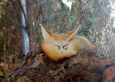these_funny_animals_7
