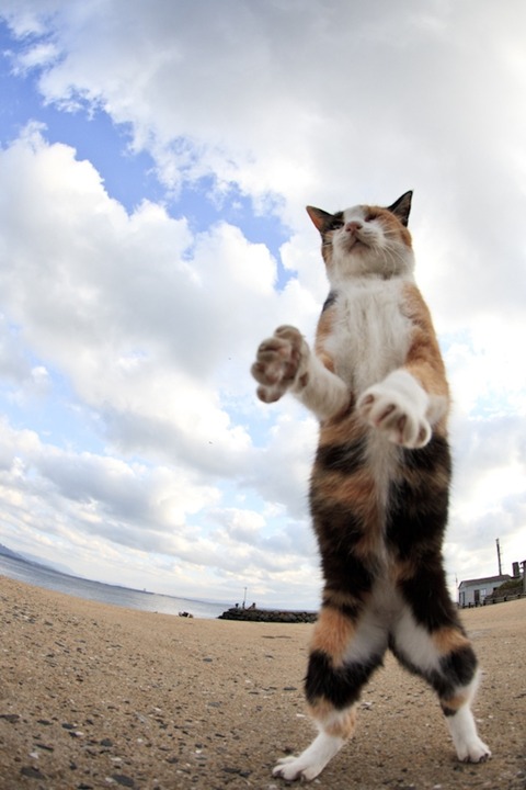 ainoshima-cats8