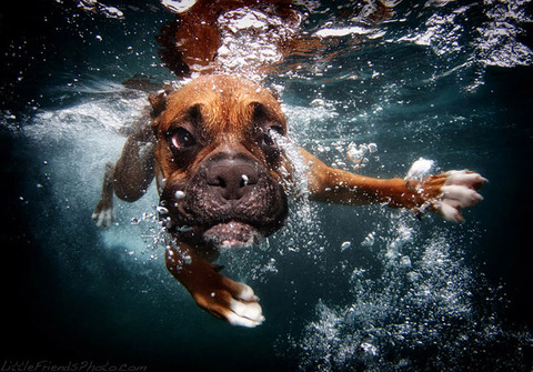 photo-of-dog-underwater-7