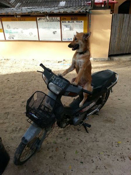 these_funny_animals_8
