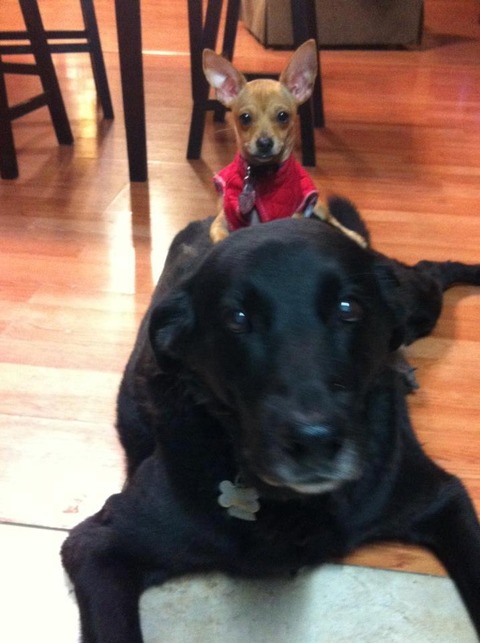 dogs 3
