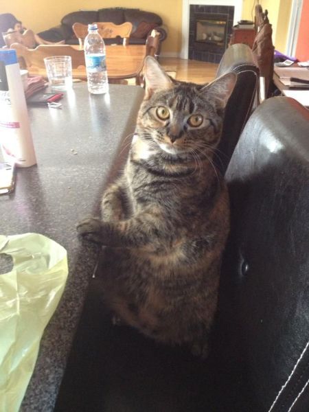 these_funny_animals_1230_640_04