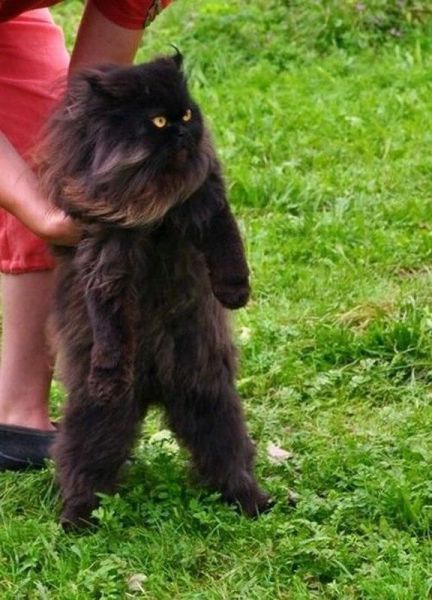 these_funny_animals_1230_640_01