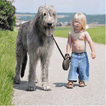 Dogs 6