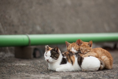 ainoshima-cats-4