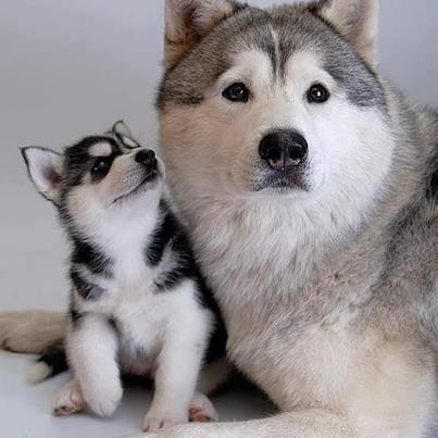 Dogs 4