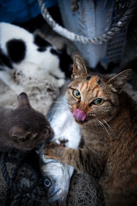 ainoshima-cats-3