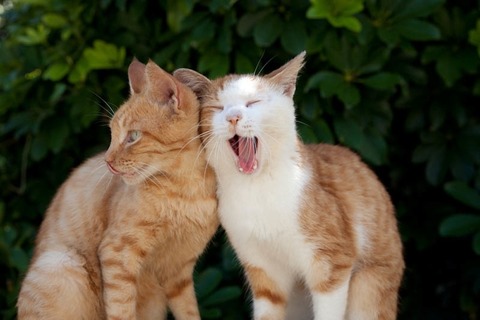ainoshima-cats-9