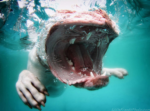 photo-of-dog-underwater-6
