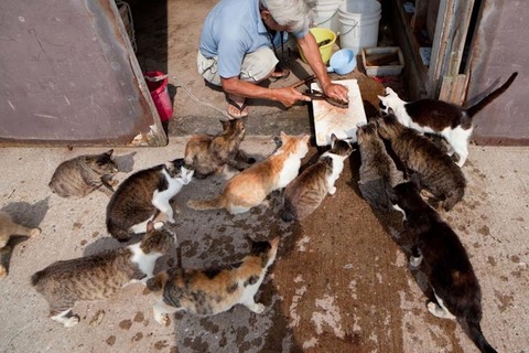 ainoshima-cats-6