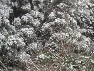 雪