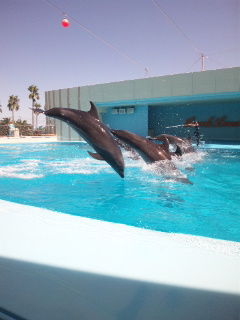 dolphin show.
