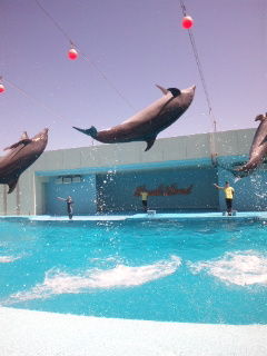 dolphin show.