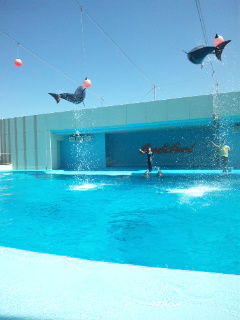 dolphin show.