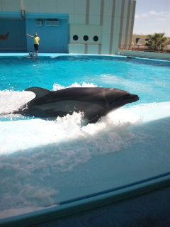 dolphin show.