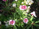 DSCN1083