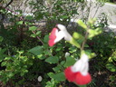 DSCN1067