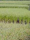 e5c0c614.jpg