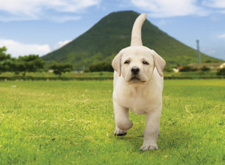 レベル99の飼い犬(ポチ)にありがちなこと