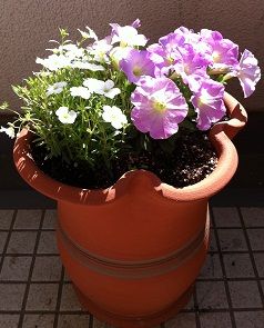 IMG_0343