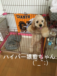 BlogPaint