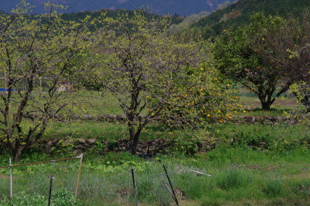 IMGP4741