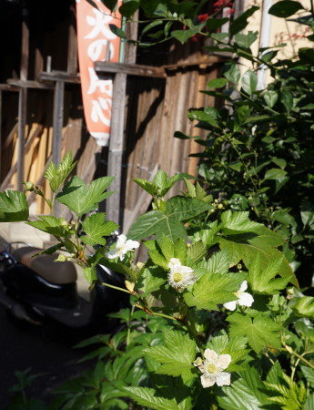 DSC02713 (1)
