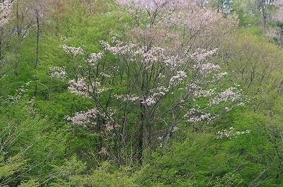 400-2013年4月益子 090