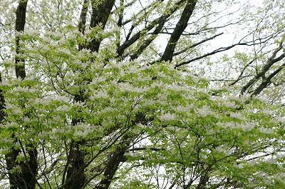 400-2013年4月益子 131