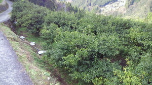 NEC_0876