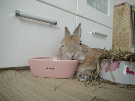 デジイチ