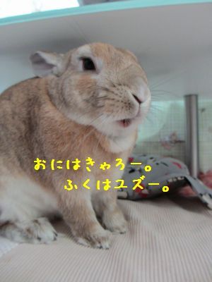 ユズ4