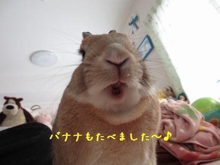 バナナたべた