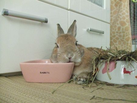 旧コンデジ