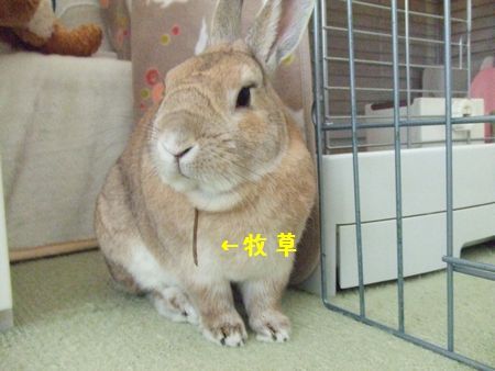 ユズ1