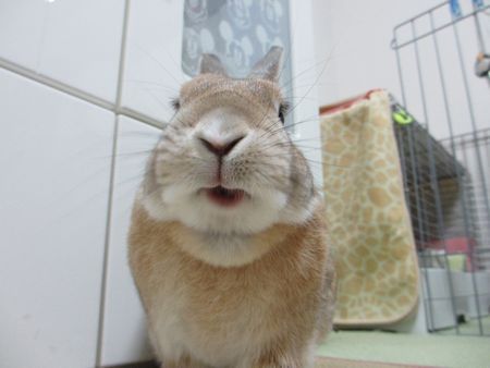 ユズサラダ5