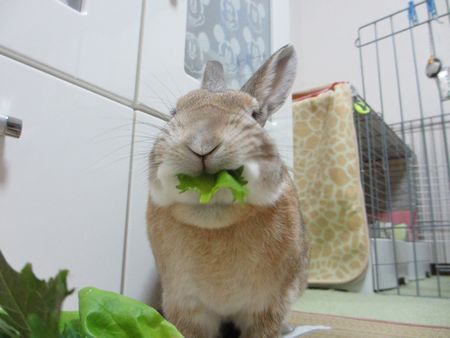 ユズサラダ3
